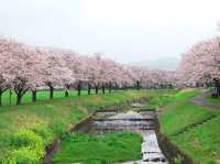 Chasing Sakura at Kusaba River at Daytime