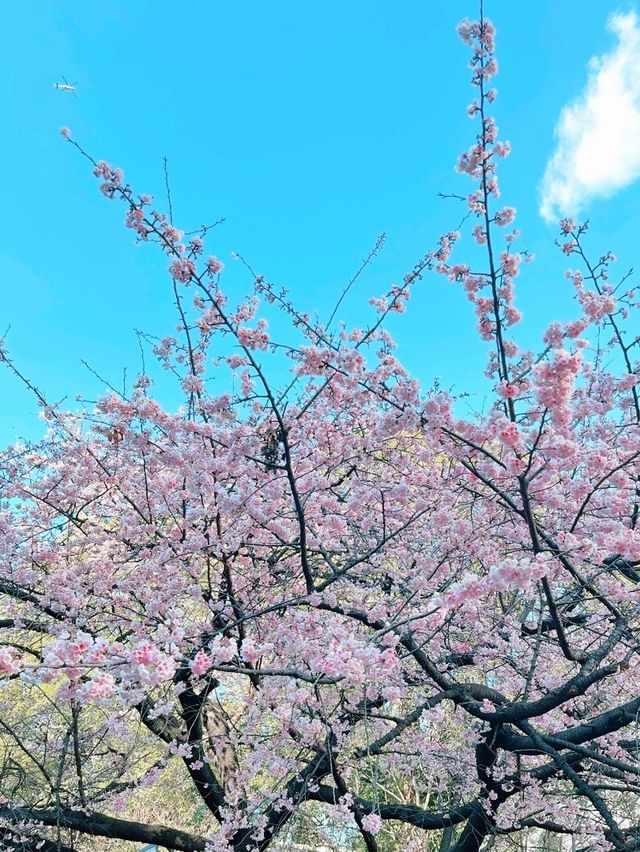 東京賞櫻的好地方🌸