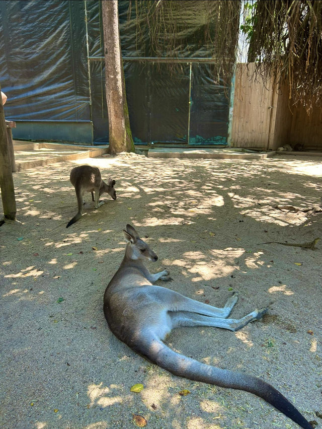 【キュランダ🇦🇺】コアラガーデン