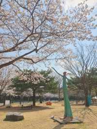 🌸 울산대공원 벚꽃 여행 🌸