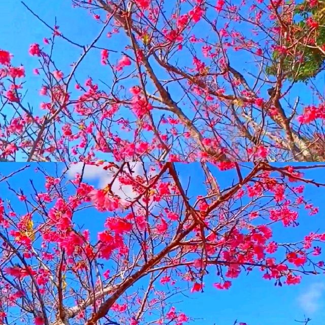 沖繩