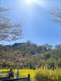 【福島×春旅】 70年以上かけ華族で作った花見山公園