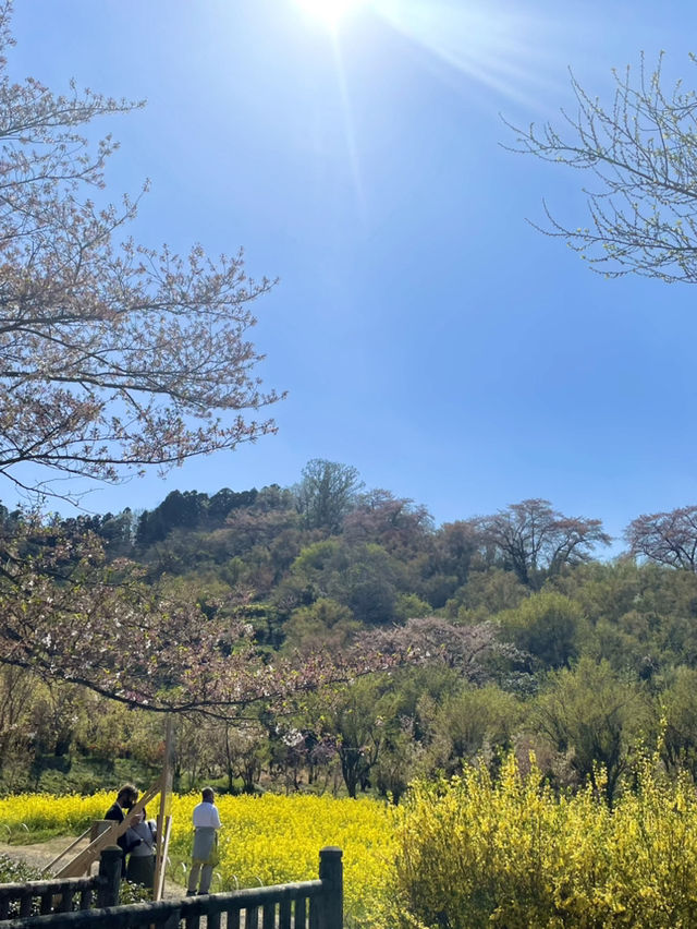 【福島×春旅】 70年以上かけ華族で作った花見山公園