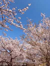 Full Bloom! Spring at Kema Sakuranomiya Park