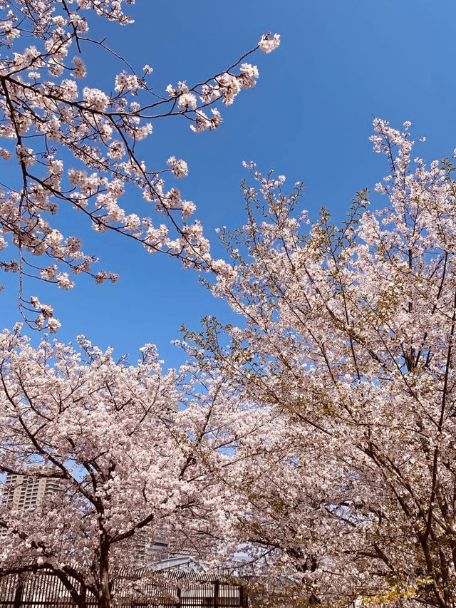 Full Bloom! Spring at Kema Sakuranomiya Park