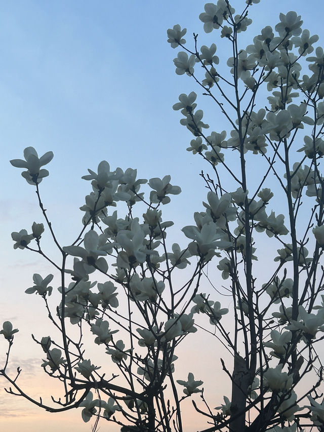 터널 같은 벚꽃길이 있는 감성 가득한 청주 마을🤍🫧🌸
