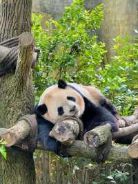 Chengdu Panda Valley: A Close-Up Encounter with Nature’s Cutest Treasure