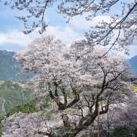 山原國立公園~櫻花山野