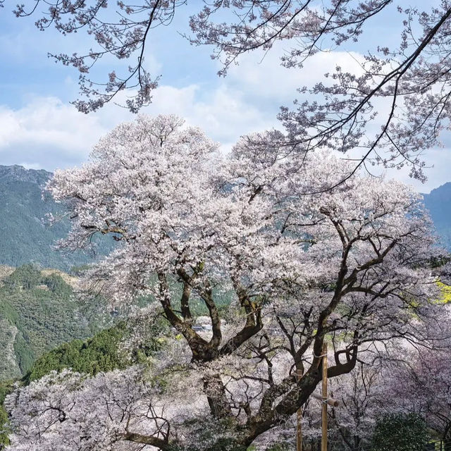 山原國立公園~櫻花山野
