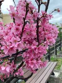 🌸** 春天賞櫻的絕佳去處**🌸