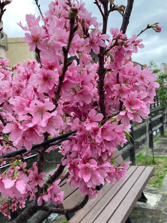 🌸** 春天賞櫻的絕佳去處**🌸