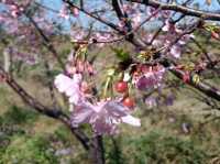 🌸** 新竹頭前溪橋左岸櫻花步道**🌸