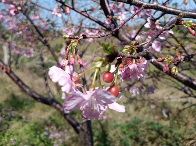 🌸** 新竹頭前溪橋左岸櫻花步道**🌸