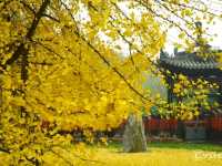 【中国】圧巻の千年銀杏！西安郊外の「古観音禅寺」