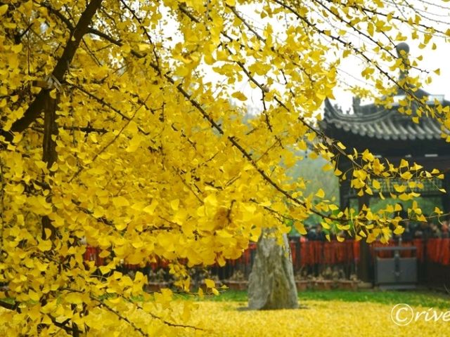 【中国】圧巻の千年銀杏！西安郊外の「古観音禅寺」