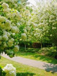Xinzhuang Plum Garden Hydrangeas– Shanghai’s Secret Hydrangea Wonderland
