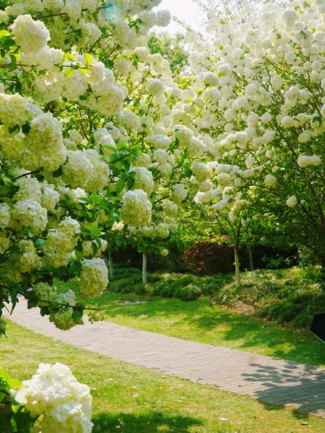 Xinzhuang Plum Garden Hydrangeas– Shanghai’s Secret Hydrangea Wonderland