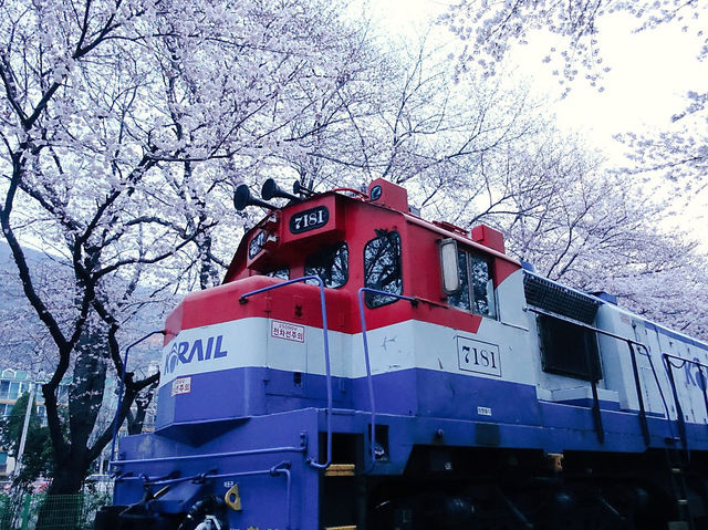 진해 벚꽃 🌸