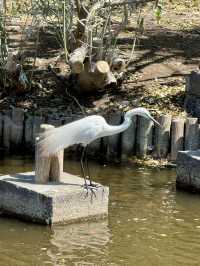 Spring Fun at Yokojukken-gawa Shinsui Park