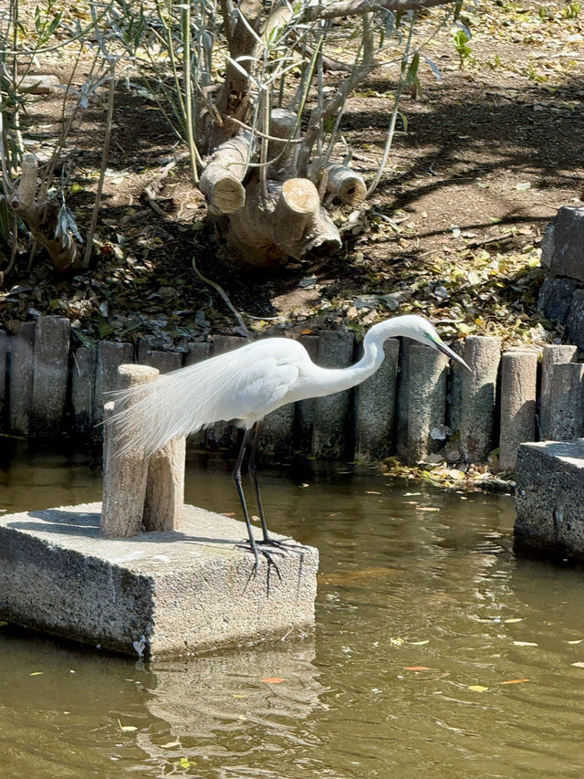 Spring Fun at Yokojukken-gawa Shinsui Park