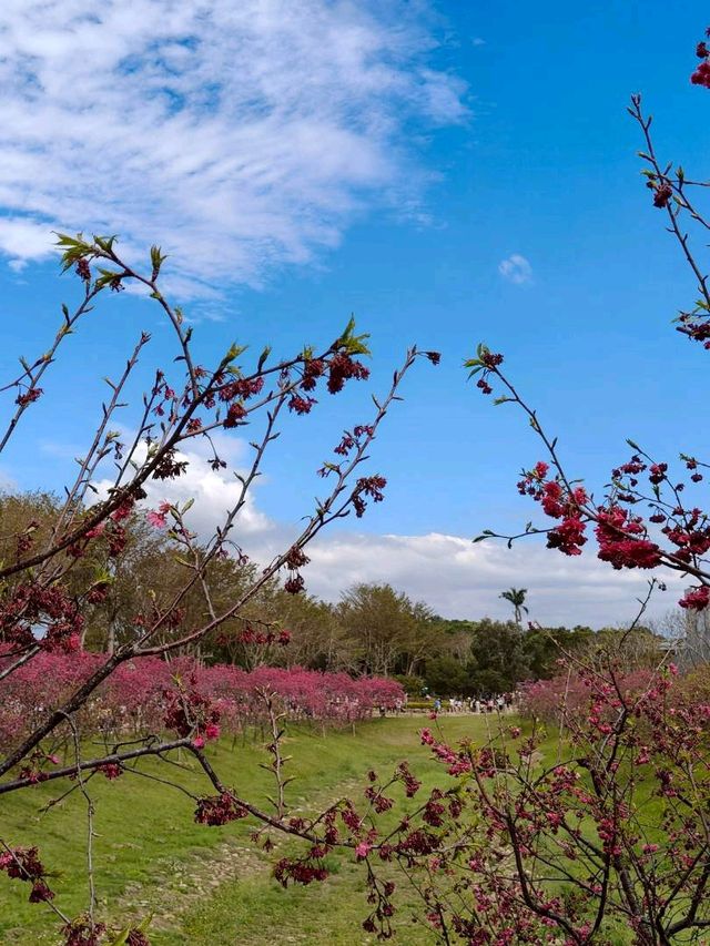  不用飛日本也能賞櫻，中科葳立公園夢幻櫻花盛開。