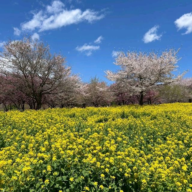 Akagi Nanmen Senbonzakura, Gunma