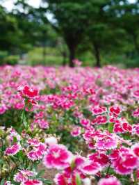 【埼玉】広大な敷地に、四季折々の花が咲き乱れる公園