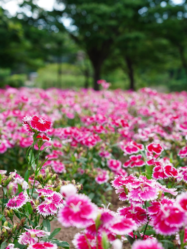 【埼玉】広大な敷地に、四季折々の花が咲き乱れる公園