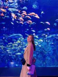 【三重】国内唯一ラッコが見られる鳥羽水族館🦦🦦