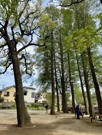 A Peaceful Spring Walk at Himonya Park🍃