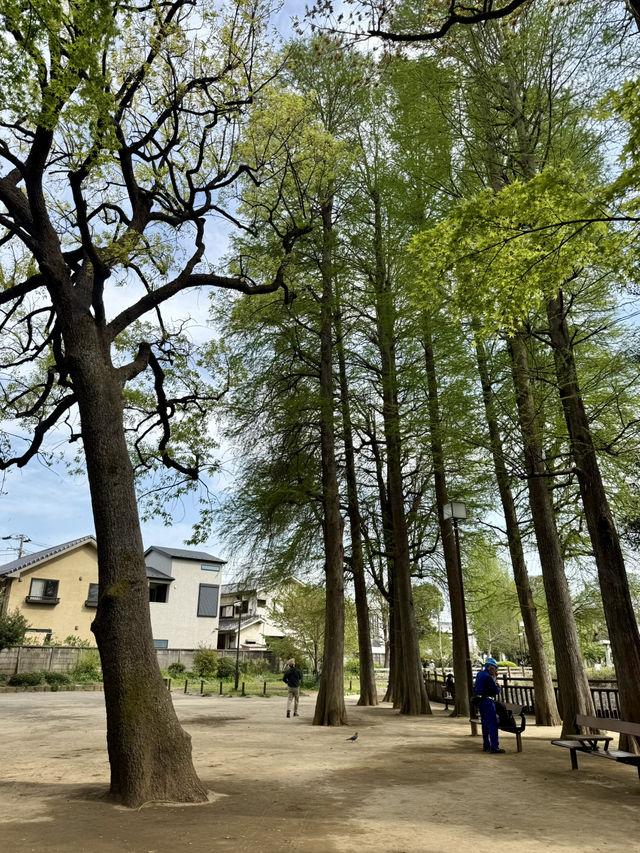 A Peaceful Spring Walk at Himonya Park🍃