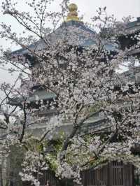 Puyuan Ancient Town Cherry Blossoms – A Timeless Encounter of History and Florals