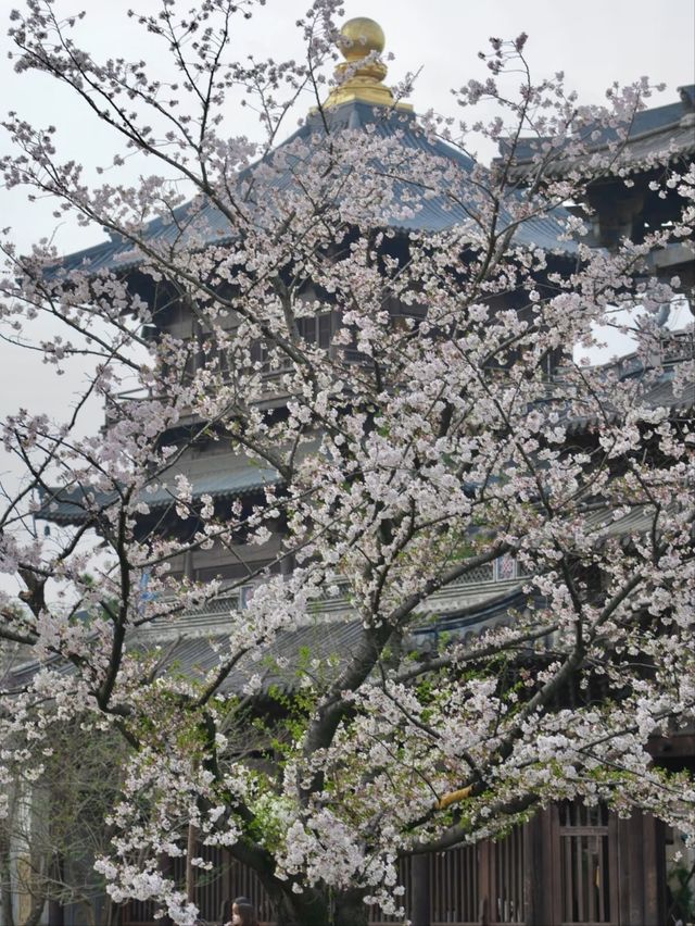 Puyuan Ancient Town Cherry Blossoms – A Timeless Encounter of History and Florals