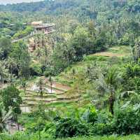 Flavors of Fusion and Nature: My Experience at The Sayan House