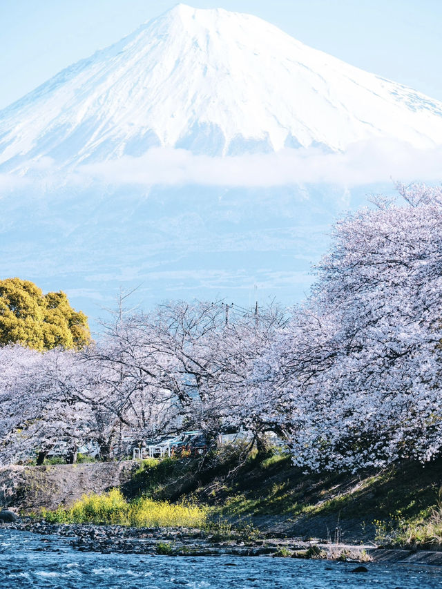 Skip Lake Kawaguchi and Head to This Hidden Spot for Stunning Mount Fuji Cherry Blossoms 🌸🏔️