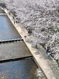 🌸Why go to Japan? Ningbo has its own Meguro River vibes!🌸