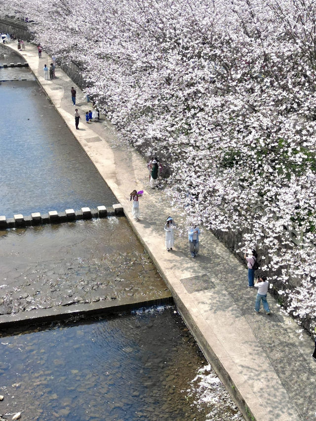 🌸Why go to Japan? Ningbo has its own Meguro River vibes!🌸