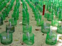 Turtle Islands Park (Sandakan) – Borneo's Turtle Nesting Paradise** 🐢🌴