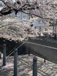 🌸 Tokyo Hidden Cherry Blossom Spot | Shibu River Must-Visit! 🌸