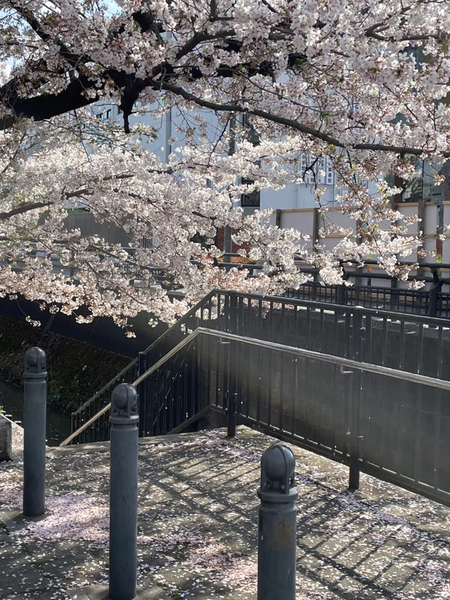 🌸 Tokyo Hidden Cherry Blossom Spot | Shibu River Must-Visit! 🌸