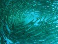 Barracuda Point: Where the Ocean’s A-Listers Come to Party 🐟🎉