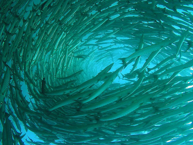 Barracuda Point: Where the Ocean’s A-Listers Come to Party 🐟🎉