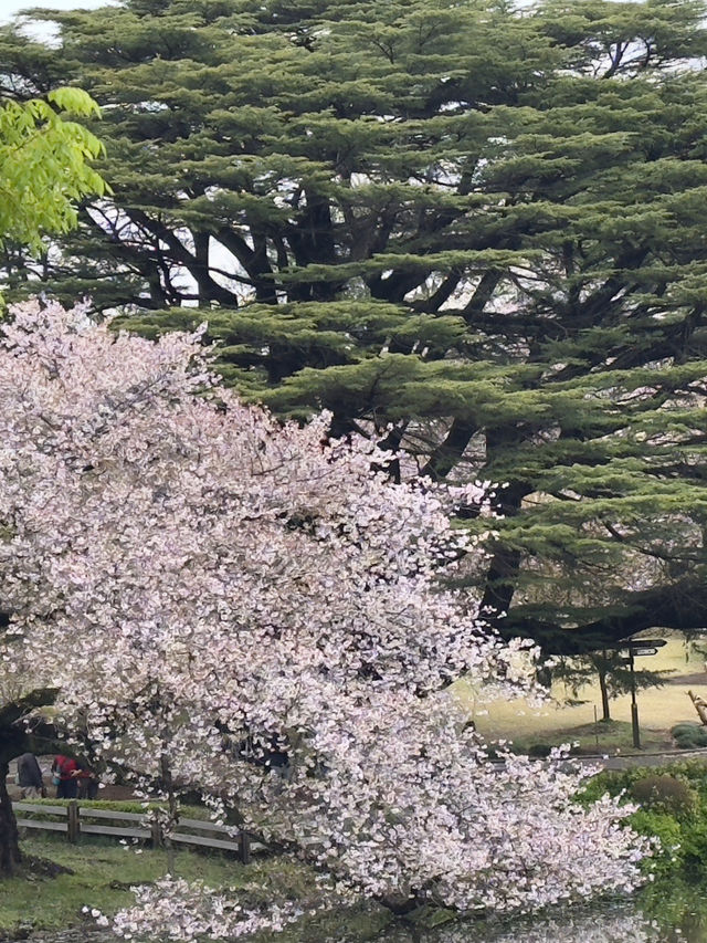 東京｜新宿御苑的櫻花盛宴
