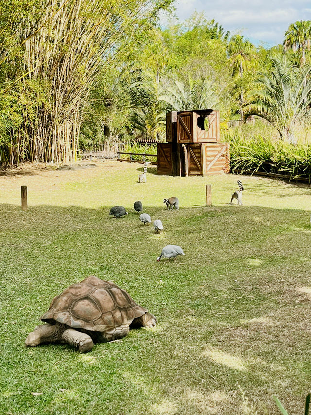 [オーストラリア観光] オーストラリア動物園 in QLD