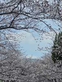 Petals & Paradise: My Cherry Blossom Adventure in Jinhae