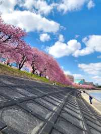 2025 Spring: Okazaki Otsukawa Aoi Sakura Full Guide 🌸