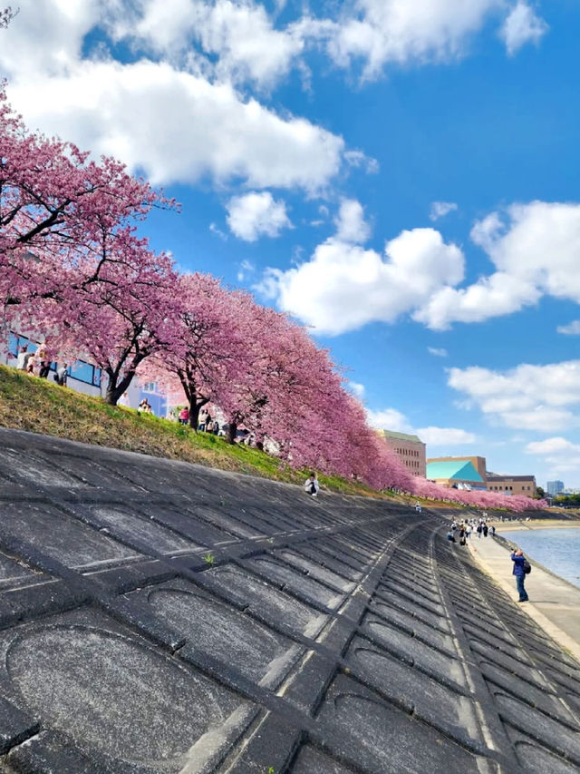 2025 Spring: Okazaki Otsukawa Aoi Sakura Full Guide 🌸