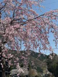 🌸 The Ultimate Cherry Blossom Route in Northern Kyushu 🌸
