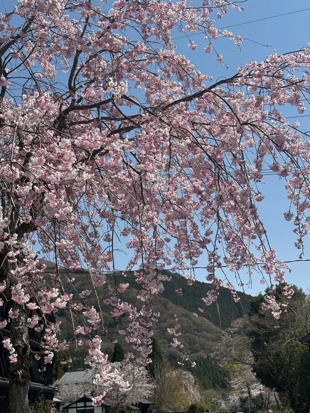 🌸 The Ultimate Cherry Blossom Route in Northern Kyushu 🌸