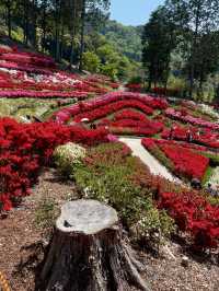 Springtime Bliss at Mimuroto-ji Temple’s Hirado Azalea Garden
